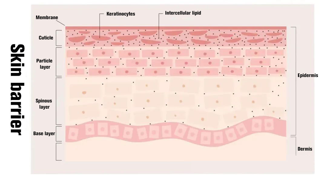 NUBWAY | How to use skincare products correctly after photoelectric surgery?